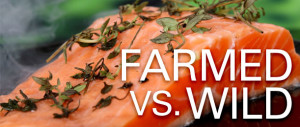 Farmed vs. Wild Salmon